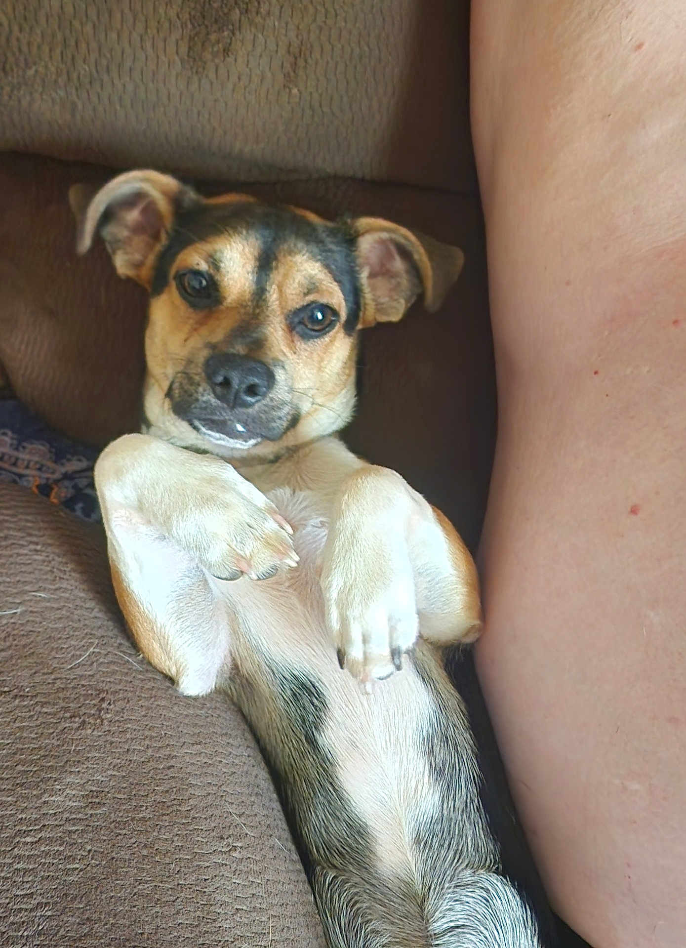 Hunter is registered to the contest to win money with this photo: animal, brown_couch, canine, closeup, companion, cozy, cute, dog, domestic_animal, ears, friendly, fur, human_arm, indoor, lying_down, paws_up, pet, relaxed, resting, snout