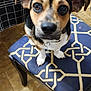 Hunter joined the competition — help win amazing prizes! animal, blue, close_up, collar, curious, cushion, cute, dog, domestic, ears, floor, furniture, household, indoor, looking_up, pattern, pet, puppy, small_dog, tile