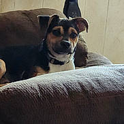 Hunter is registered to the contest to win money with this photo: animal, brown, canine, collar, comfortable, couch, dog, domestic, ears, fur, furniture, home, indoor, looking, pet, puppy, relaxed, resting, snout, young