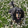 dog, daisy, flower, grass, outdoor, nature, pet, animal, tongue_out, long_ears, greenery, sunlight, playful, field, spring, summer, cute, fur, tail, happy