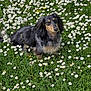 dog, dachshund, long_hair, flower_field, daisy, grass, outdoor, pet, nature, greenery, animal, canine, cute, relaxed, summer, fluffy, small_dog, garden, plant, sunlight