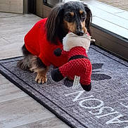 Kãli participe au concours pour gagner de l'argent avec cette photo : dog, puppy, sweater, red, toy, plush_toy, mat, welcome_mat, floor, tile_floor, door, glass_door, indoor, pet, animal, cute, small_dog, long_hair, black_and_tan, playful