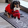 dog, puppy, sweater, red, toy, plush_toy, mat, welcome_mat, floor, tile_floor, door, glass_door, indoor, pet, animal, cute, small_dog, long_hair, black_and_tan, playful