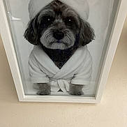 Milo joined the competition — help win amazing prizes! dog, bathrobe, towel, portrait, framed_photo, black_and_white, pet, cute, cozy, indoor, wall, reflection, fur, animal, small_dog, wrapped, sitting, photo_frame, relaxation, grooming