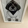 dog, bathrobe, towel, portrait, framed_photo, black_and_white, pet, cute, cozy, indoor, wall, reflection, fur, animal, small_dog, wrapped, sitting, photo_frame, relaxation, grooming