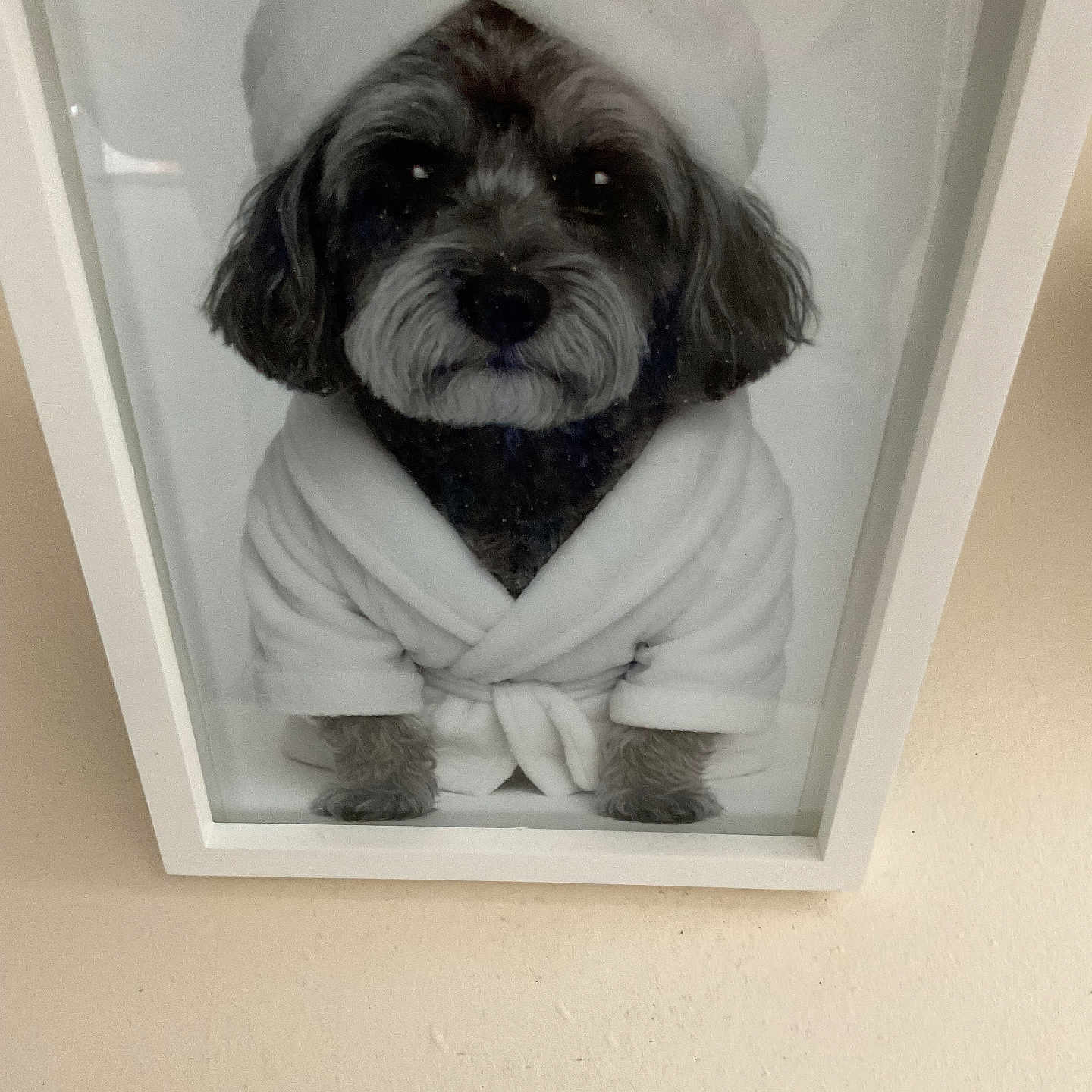 Milo joined the competition — help win amazing prizes! animal, bathrobe, black_and_white, cozy, cute, dog, framed_photo, fur, grooming, indoor, pet, photo_frame, portrait, reflection, relaxation, sitting, small_dog, towel, wall, wrapped