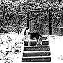 Naya a rejoint le concours — aidez-le/la à gagner de superbes lots ! animal, black_and_white, canine, daytime, dog, fence, garden, gate, looking_up, nature, outdoor, plants, potted_plant, quiet, serene, snow, snowfall, stairs, steps, winter