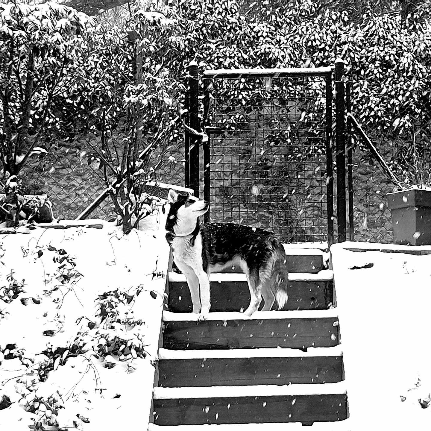Naya a rejoint le concours — aidez-le/la à gagner de superbes lots ! animal, black_and_white, canine, daytime, dog, fence, garden, gate, looking_up, nature, outdoor, plants, potted_plant, quiet, serene, snow, snowfall, stairs, steps, winter