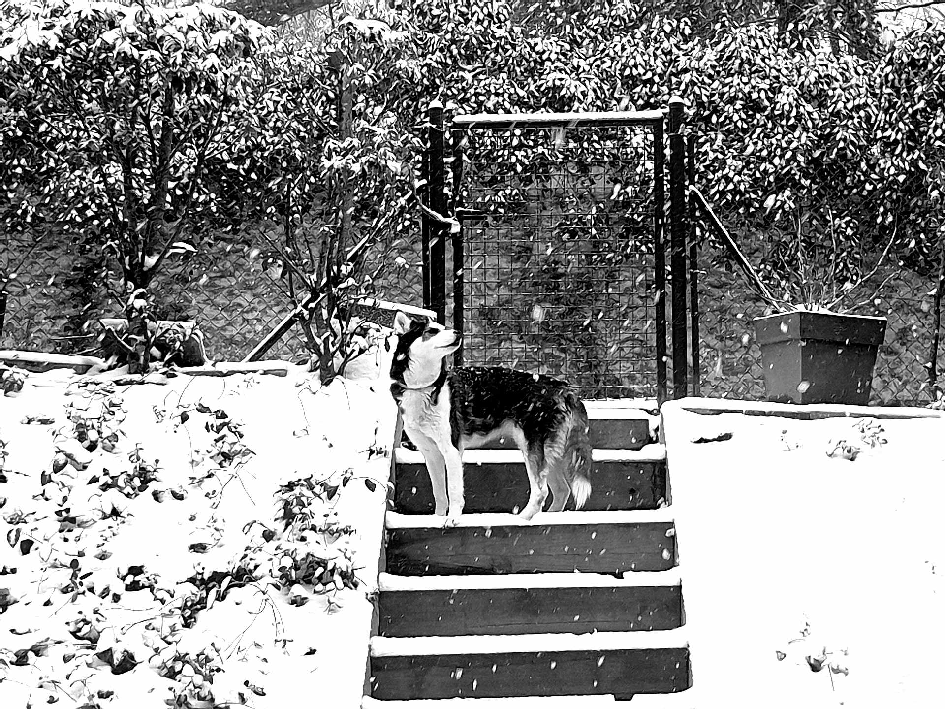 Naya a rejoint le concours — aidez-le/la à gagner de superbes lots ! animal, black_and_white, canine, daytime, dog, fence, garden, gate, looking_up, nature, outdoor, plants, potted_plant, quiet, serene, snow, snowfall, stairs, steps, winter