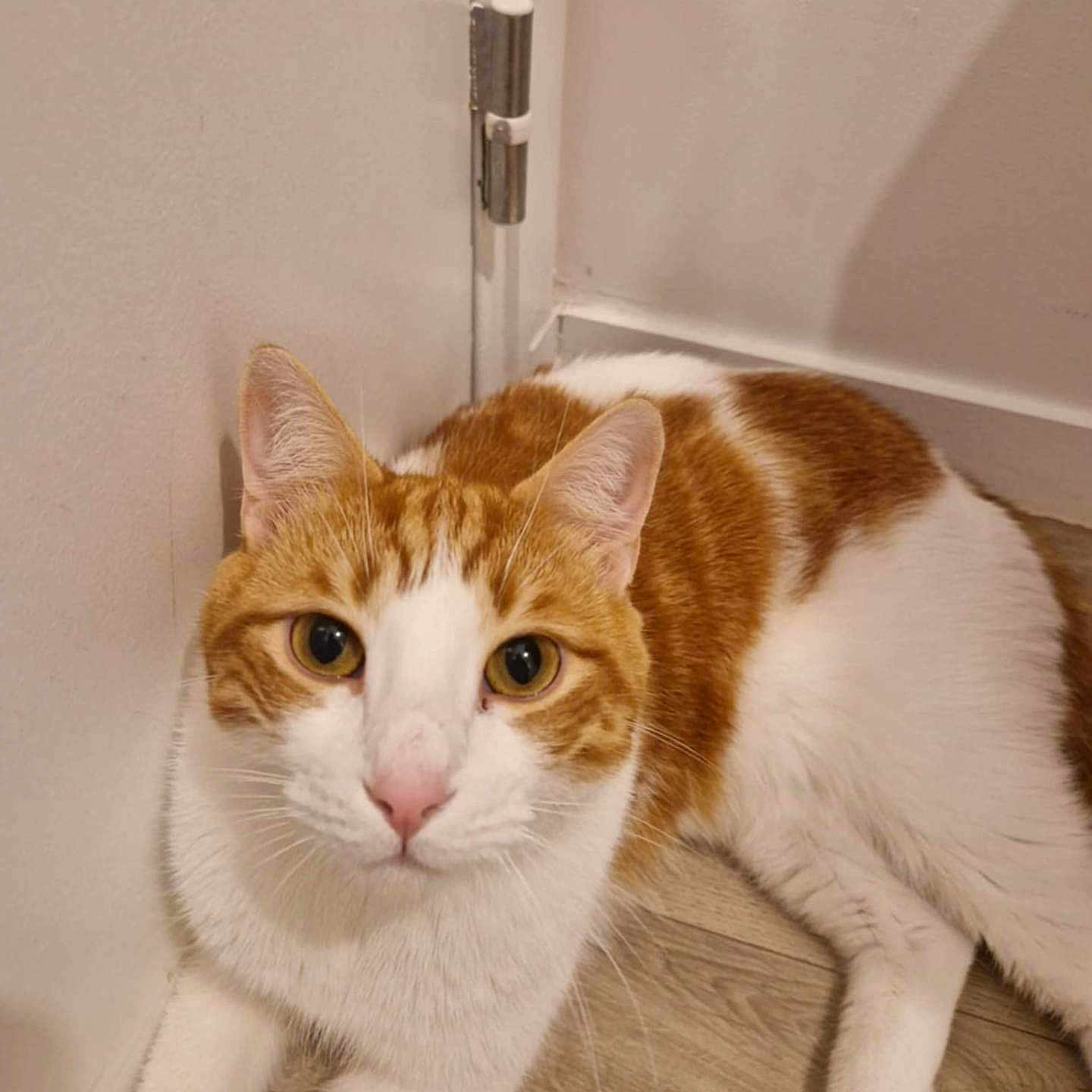 Titoune a rejoint le concours — aidez-le/la à gagner de superbes lots ! abyssinian, animal, appliance, cat, device, door, drawer, electricaldevice, furniture, hardwood, indoors, interiordesign, kitten, manx, pet, refrigerator, stainedwood, wood