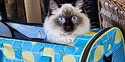 Yuki joined the competition — help win amazing prizes! cat, blue_eyes, fluffy, carrier, pet_carrier, lemon_pattern, blue, yellow, mesh, zipper, handle, indoor, furniture, basket, cardboard, curious, animal, pet, closeup, face