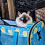 cat, blue_eyes, fluffy, carrier, pet_carrier, lemon_pattern, blue, yellow, mesh, zipper, handle, indoor, furniture, basket, cardboard, curious, animal, pet, closeup, face