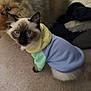 Yuki is registered to the contest to win money with this photo: cat, dog, indoor, pet, animal, hoodie, clothing, carpet, curious, fluffy, furry, blue, yellow, green, companion, looking_up, domestic, cute, cozy, friendship