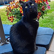 Scipion participe au concours pour gagner de l'argent avec cette photo : black_cat, cat, flower, outdoor, greenery, grass, plant, pet, feline, nature, colorful, curious, sitting, closeup, collar, garden, backyard, daylight, texture, animal