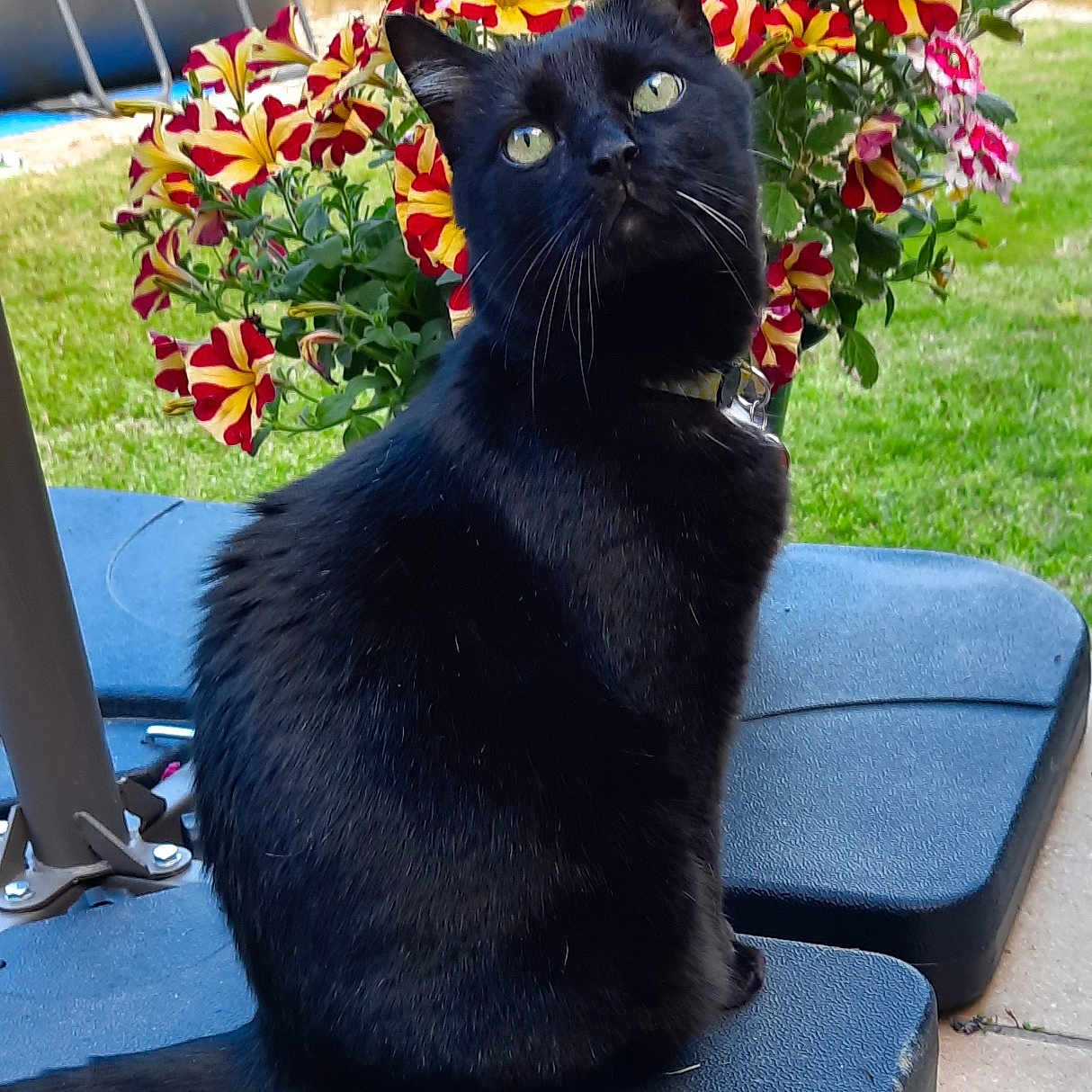 Scipion participe au concours pour gagner de l'argent avec cette photo : animal, backyard, black_cat, cat, closeup, collar, colorful, curious, daylight, feline, flower, garden, grass, greenery, nature, outdoor, pet, plant, sitting, texture