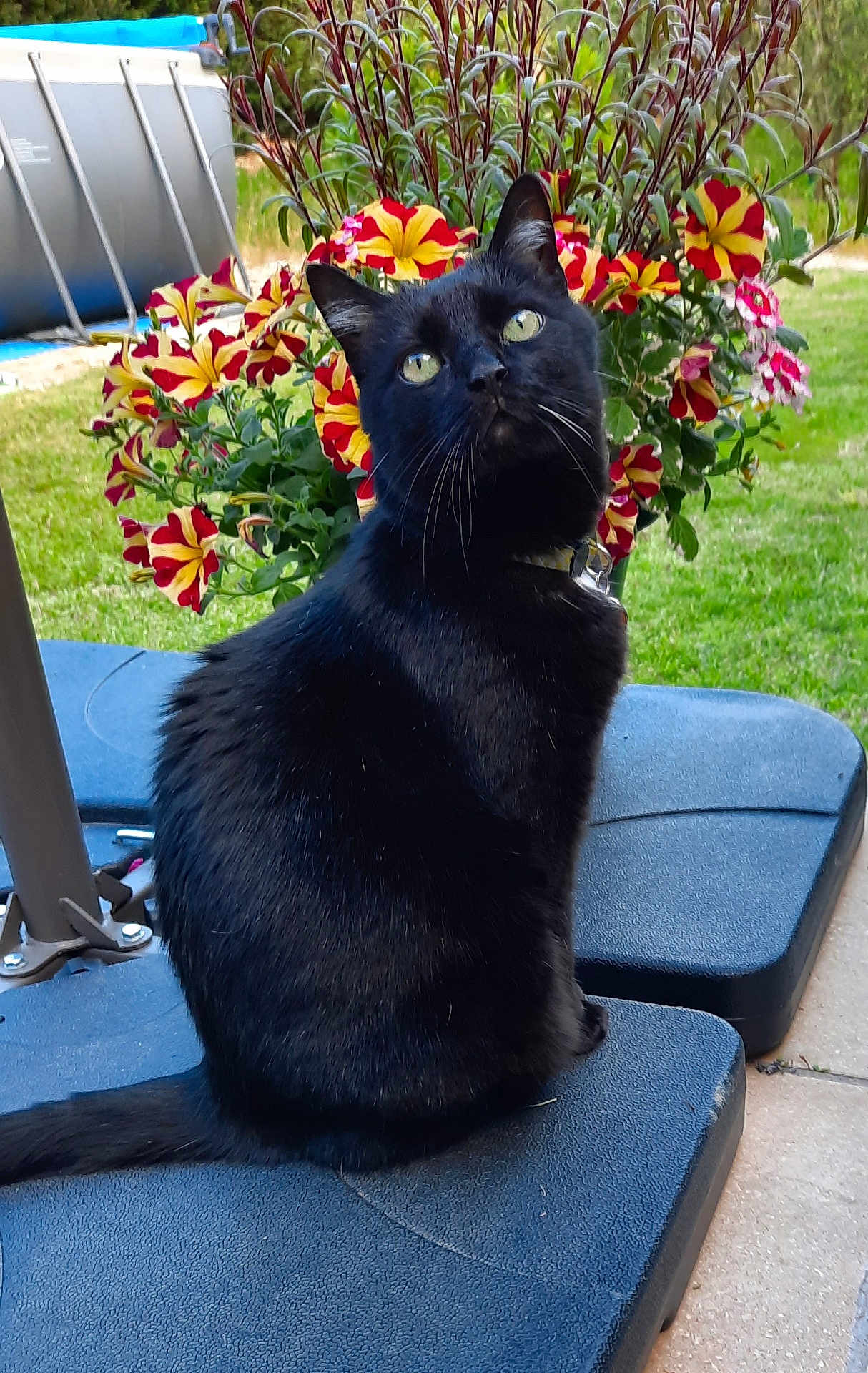 Scipion participe au concours pour gagner de l'argent avec cette photo : black_cat, cat, flower, outdoor, greenery, grass, plant, pet, feline, nature, colorful, curious, sitting, closeup, collar, garden, backyard, daylight, texture, animal