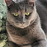 cat, gray_cat, green_eyes, pet, animal, feline, sitting, portrait, close_up, indoor, blanket, cushion, cozy, fur, whiskers, ears, paws, orange_blanket, home, serious_expression
