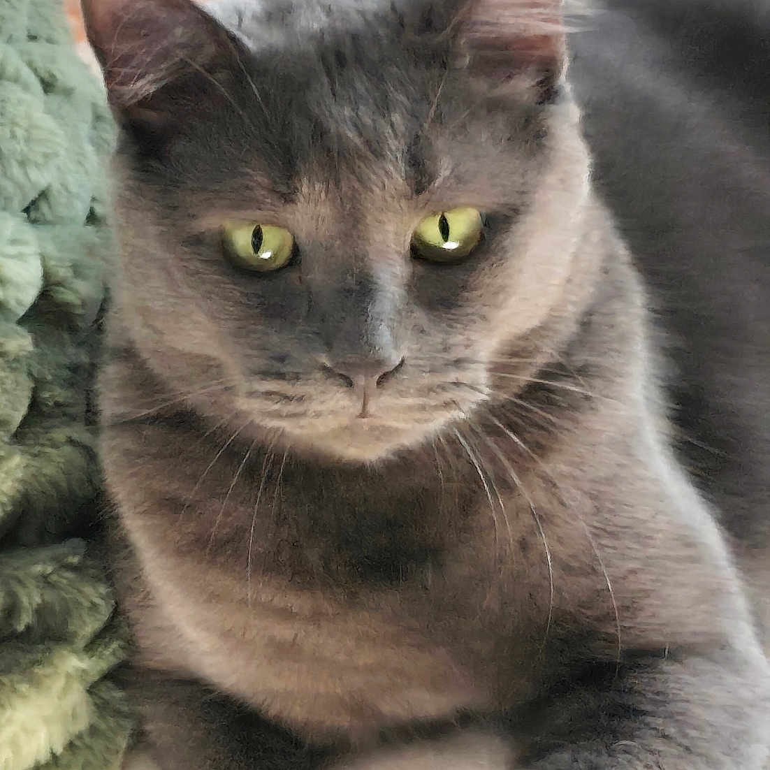 Toy'S participe au concours pour gagner de l'argent avec cette photo : cat, gray_cat, green_eyes, pet, animal, feline, sitting, portrait, close_up, indoor, blanket, cushion, cozy, fur, whiskers, ears, paws, orange_blanket, home, serious_expression