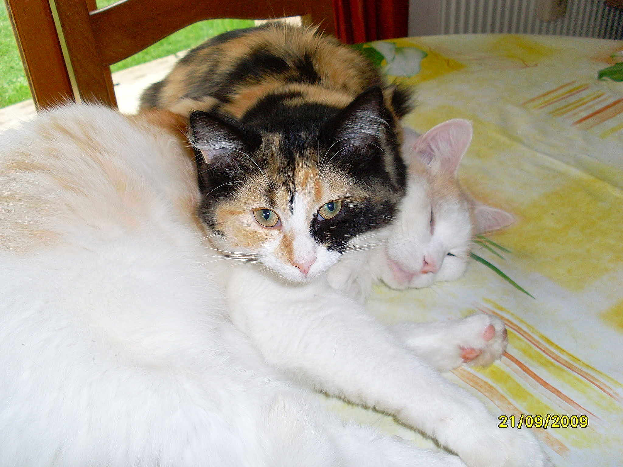 Zoé et moustique