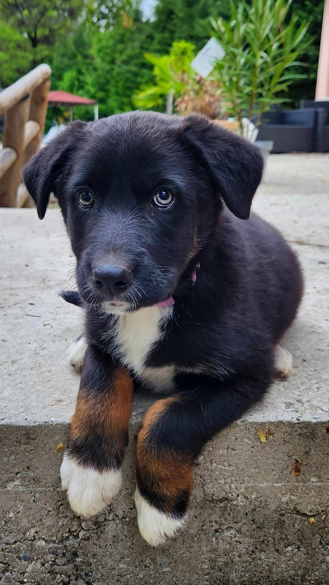 Appy participe au concours pour gagner de l'argent avec cette photo : puppy, dog, black_fur, white_paws, brown_markings, outdoor, concrete, step, greenery, plants, furniture, close_up, cute, young_dog, pet, animal, relaxing, front_paws, portrait, nature