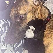 Daisy is registered to the contest to win money with this photo: dog, brindle, plush_toy, monkey_toy, bed, bedding, pattern, close_up, snuggle, pet, animal, fur, collar, indoor, resting, cute, soft, comfort, toy, sleepy