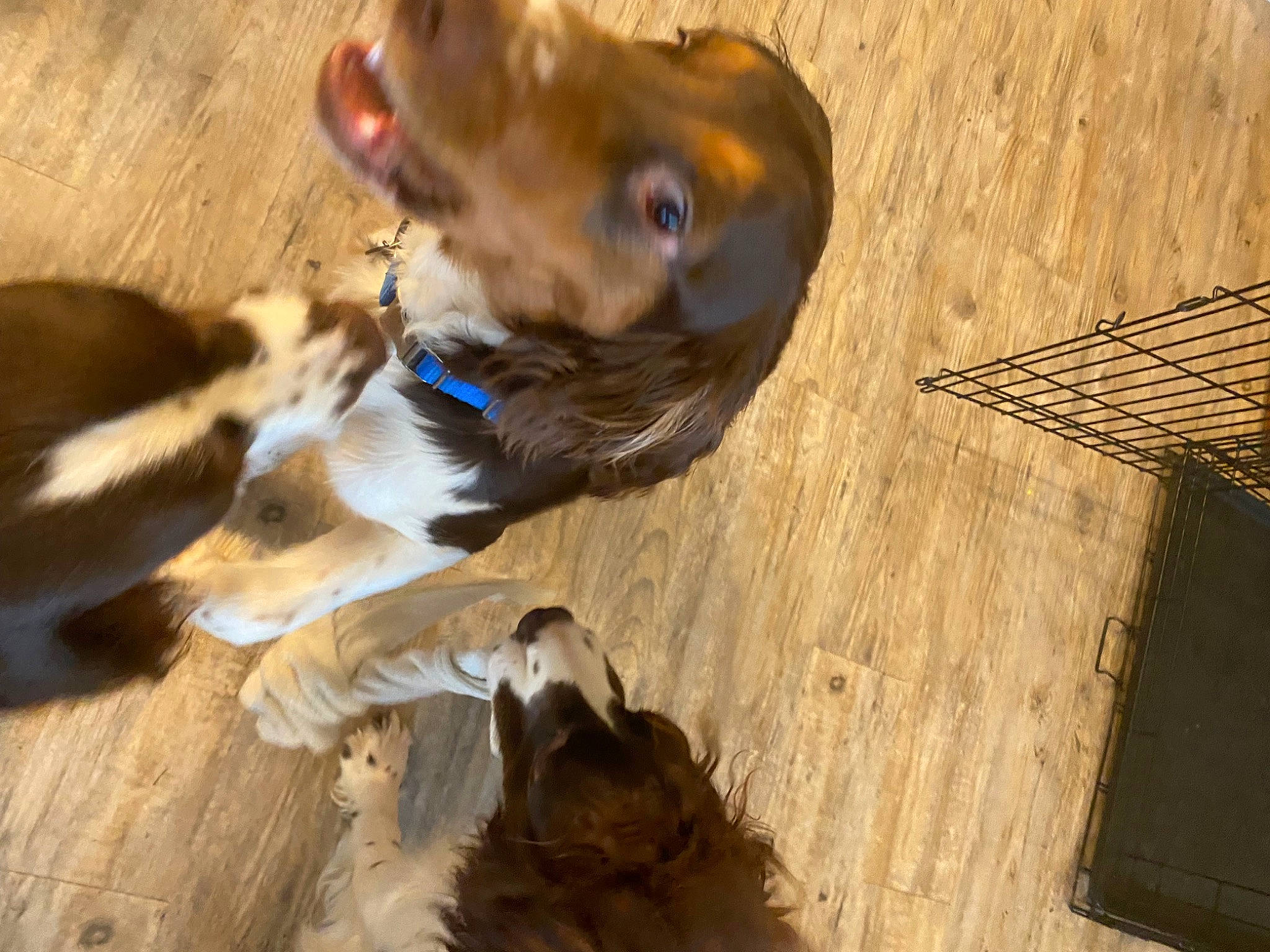 Rockely is registered to the contest to win money with this photo: brown, canidae, carnivore, collar, companion_dog, dog, dog_breed, dog_collar, fawn, fur, hardwood, hunting_dog, liver, puppy, sporting_group, tail, wood, working_animal