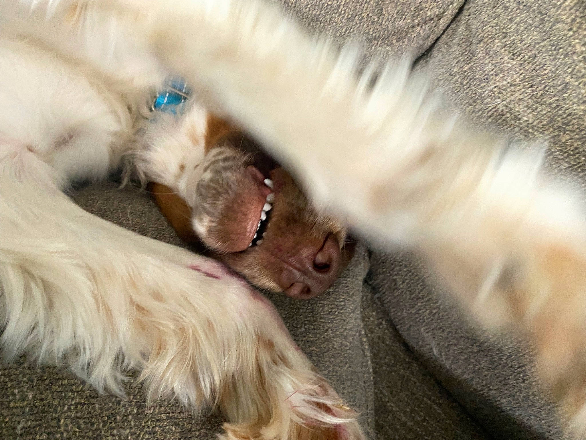 Rockely joined the competition — help win amazing prizes! canidae, carnivore, companion_dog, dog, dog_breed, fawn, fur, liver, natural_material, non_sporting_group, paw, snout, sporting_group, tail, toy_dog, whiskers, working_animal