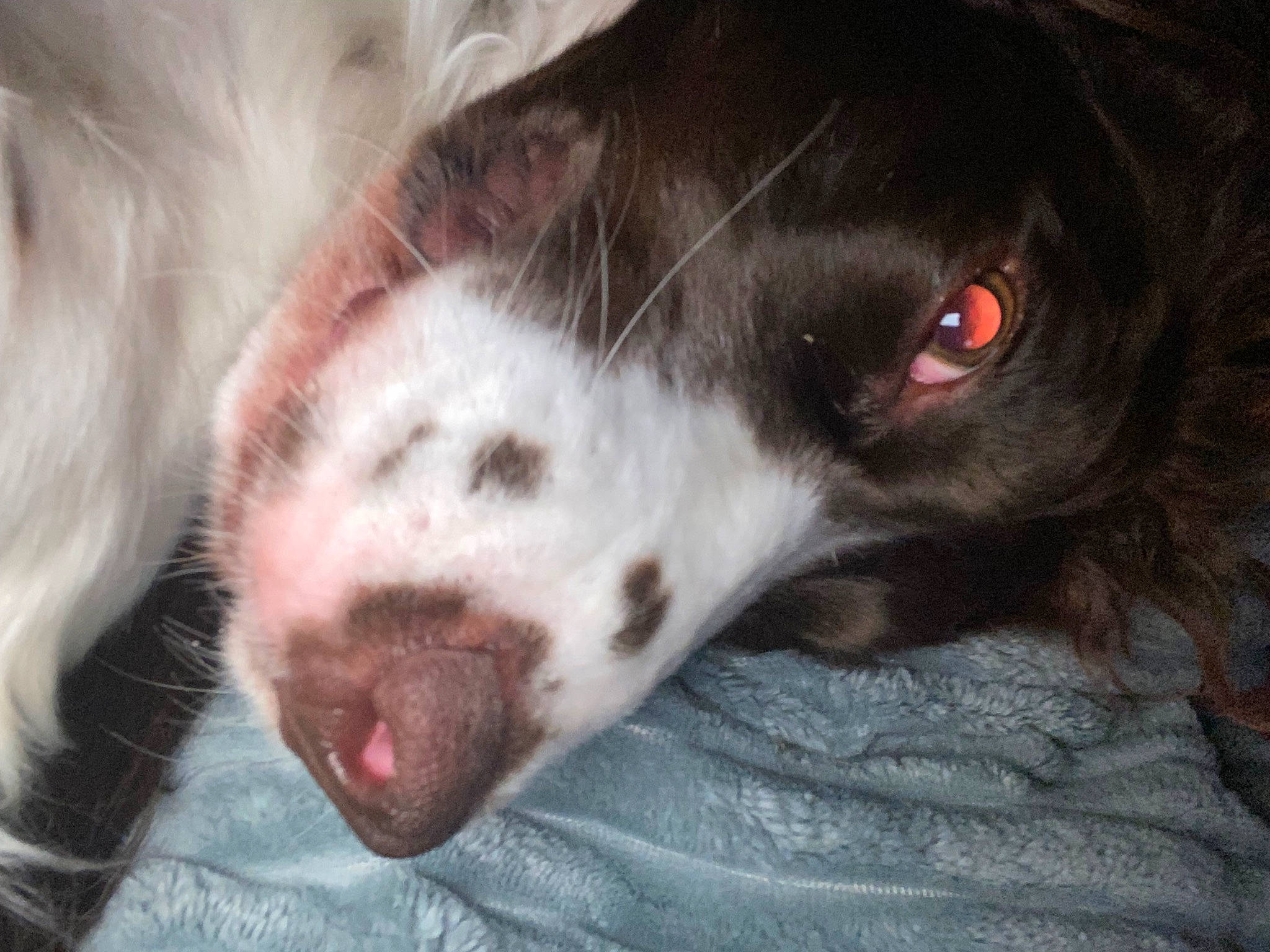 Olive joined the competition — help win amazing prizes! borador, border_collie, canidae, carnivore, companion_dog, dog, dog_breed, fur, liver, non_sporting_group, snout, sporting_group, whiskers, working_animal