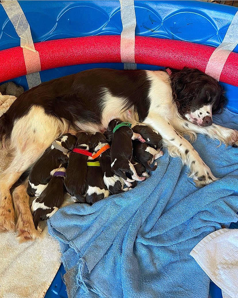 Olive is registered to the contest to win money with this photo: blue, canidae, carnivore, cat_supply, collar, comfort, companion_dog, dog, dog_breed, dog_supply, fawn, felidae, fur, lap, linens, pet_supply, small_to_medium_sized_cats, sporting_group, tail, whiskers