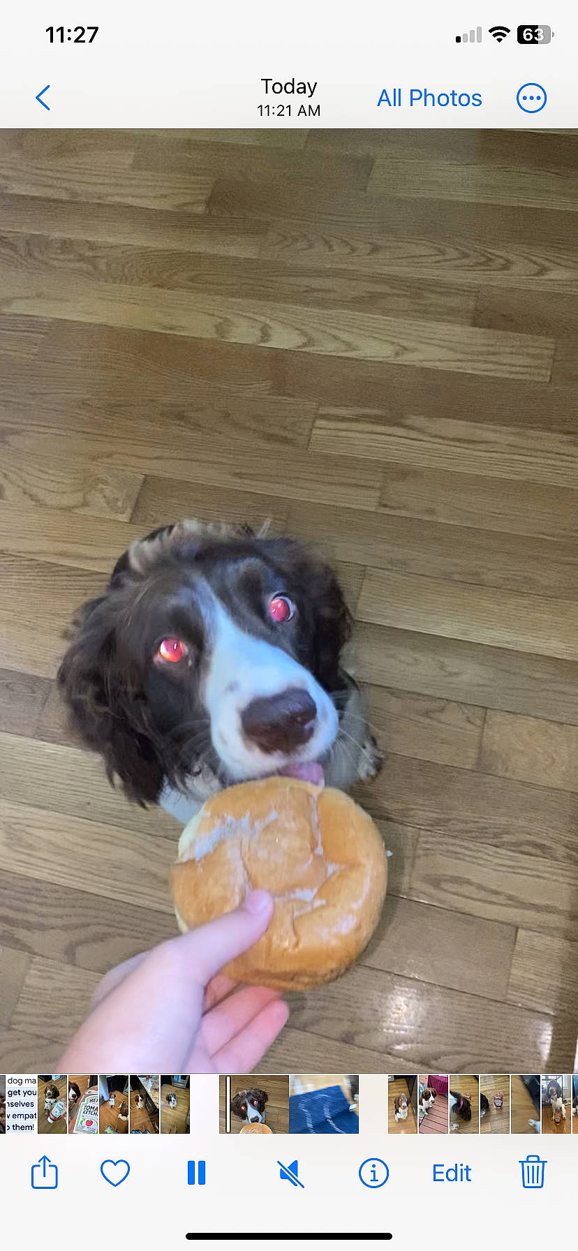 Olive joined the competition — help win amazing prizes! canidae, carnivore, companion_dog, dog, dog_breed, dog_food, dog_toy, fawn, fur, hardwood, plank, puppy, recipe, snout, spaniel, sporting_group, tail, wood, wood_flooring, wood_stain