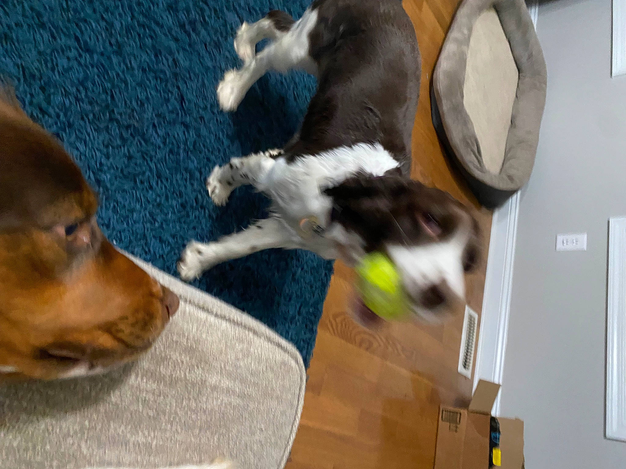 Olive joined the competition — help win amazing prizes! canidae, carnivore, collar, comfort, companion_dog, dog, dog_breed, dog_supply, fawn, flooring, fur, hardwood, hound, paw, pet_supply, scent_hound, small_to_medium_sized_cats, tail, wood, working_animal