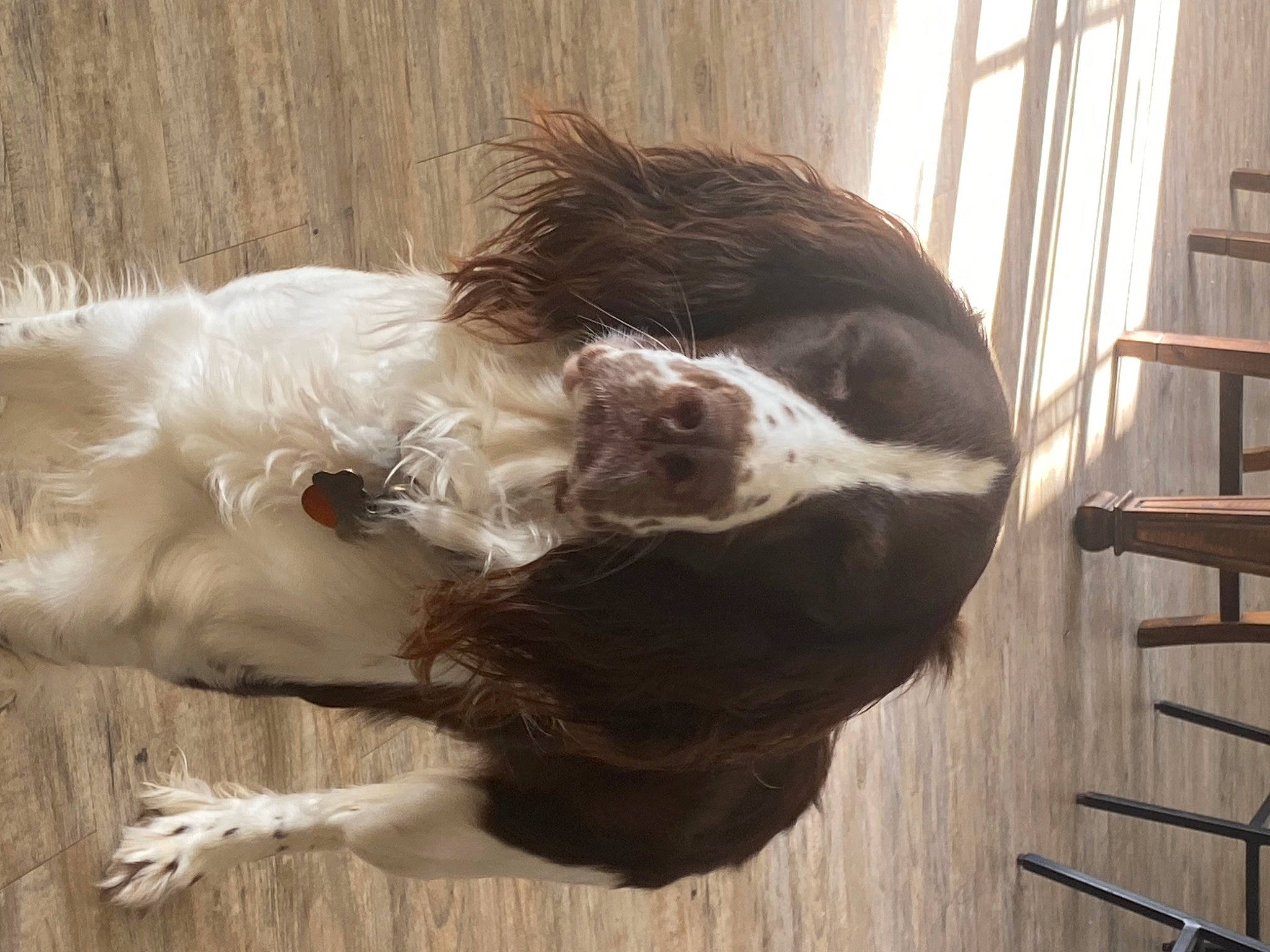Oscar joined the competition — help win amazing prizes! canidae, carnivore, companion_dog, dog, dog_breed, fawn, french_spaniel, fur, gun_dog, hardwood, hunting_dog, liver, snout, spaniel, sporting_group, terrestrial_animal, whiskers, window, wood, working_animal