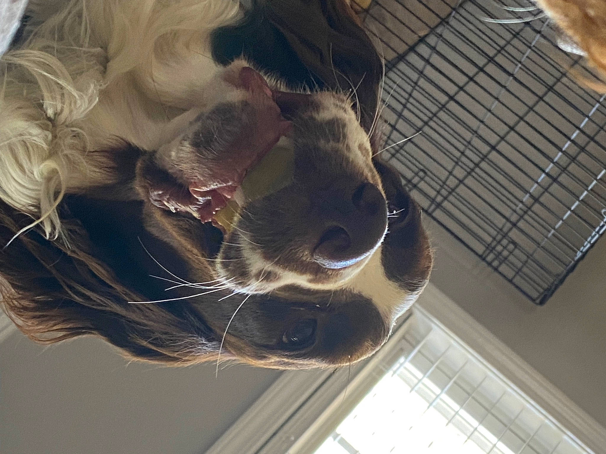 Oscar is registered to the contest to win money with this photo: animal_shelter, cage, canidae, carnivore, collar, companion_dog, dog, dog_breed, ear, eyelash, eyewear, fawn, fun, fur, hair_coloring, liver, pet_supply, sporting_group, whiskers, working_animal