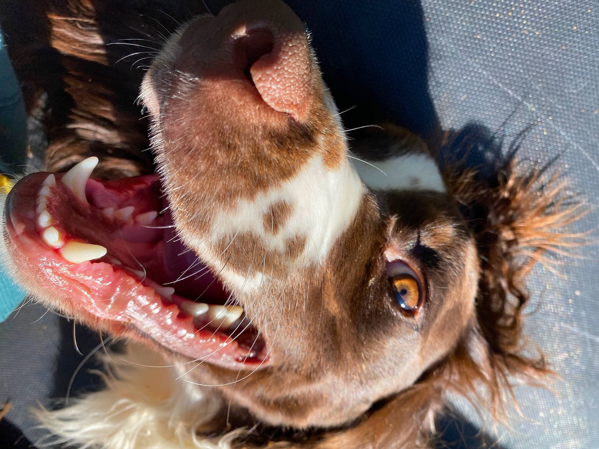 Oscar joined the competition — help win amazing prizes! canidae, carnivore, claw, close_up, companion_dog, dog, dog_breed, ear, fang, fawn, fur, gun_dog, jaw, liver, paw, snout, sporting_group, terrestrial_animal, whiskers, working_animal