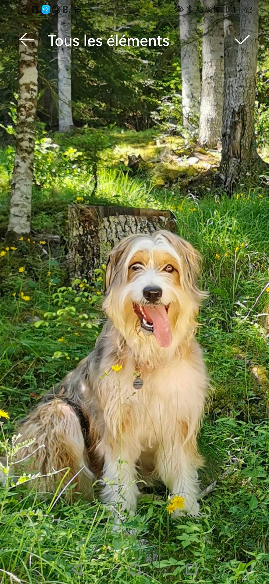 Cannelle a rejoint le concours — aidez-le/la à gagner de superbes lots ! canidae, carnivore, companion_dog, dog, dog_breed, grass, groundcover, herbaceous_plant, liver, plant, small_terrier, snout, sporting_group, terrier, toy_dog, tree, trunk, water_dog, working_dog