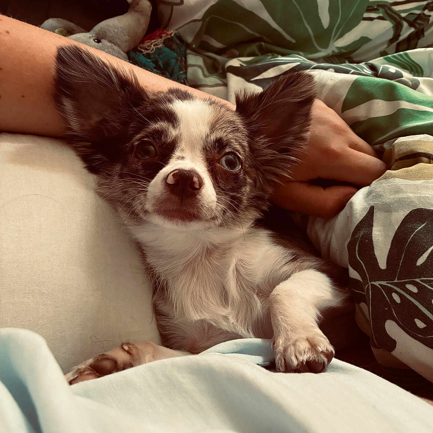 Louma participe au concours pour gagner de l'argent avec cette photo : puppy, dog, small_dog, cute, pet, lying_down, blanket, cozy, indoors, human_arm, snuggle, fur, ears, face, paw, resting, relaxed, bed, patterned_fabric, domestic_animal