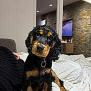 Aïko participe au concours pour gagner de l'argent avec cette photo : puppy, dog, black_and_tan, curious, indoor, blanket, cozy, floppy_ears, pet, cute, young_dog, collar, sitting, head_tilt, living_room, furniture, modern, stone_wall, television, relaxed