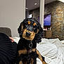 puppy, dog, black_and_tan, curious, indoor, blanket, cozy, floppy_ears, pet, cute, young_dog, collar, sitting, head_tilt, living_room, furniture, modern, stone_wall, television, relaxed