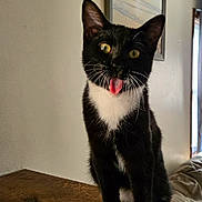 Sherman is registered to the contest to win money with this photo: animal, black_and_white, cat, curtains, domestic, ears, feline, fur, house, indoor, painting, paws, pet, playful, tongue_out, wall, whiskers, window, wooden_ledge, yellow_eyes