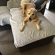 Chipie participe au concours pour gagner de l'argent avec cette photo : dog, golden_dog, couch, blanket, pillow, cow_print, floor_tiles, living_room, pet, smiling_dog, indoor, cozy, fur, resting, comfort, home_interior, animal, canine, relaxed, seated
