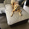 dog, golden_dog, couch, blanket, pillow, cow_print, floor_tiles, living_room, pet, smiling_dog, indoor, cozy, fur, resting, comfort, home_interior, animal, canine, relaxed, seated
