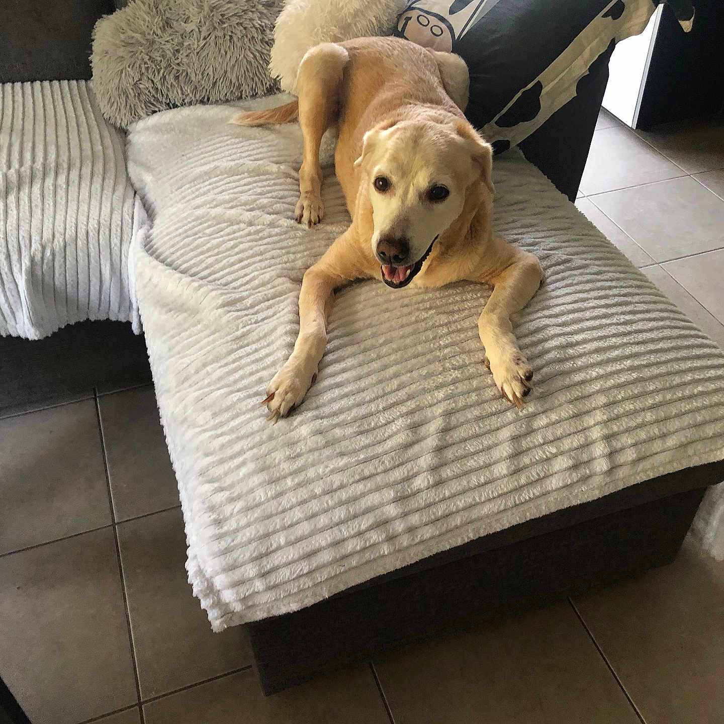 Chipie participe au concours pour gagner de l'argent avec cette photo : dog, golden_dog, couch, blanket, pillow, cow_print, floor_tiles, living_room, pet, smiling_dog, indoor, cozy, fur, resting, comfort, home_interior, animal, canine, relaxed, seated