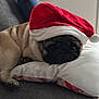 Sherman participe au concours pour gagner de l'argent avec cette photo : animal, blanket, couch, cozy, cute, decor, dog, face, fur, furniture, home, indoor, living_room, pet, pillow, pug, relaxing, resting, santa_hat, sleepy