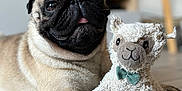 Sherman participe au concours pour gagner de l'argent avec cette photo : animal, bow_tie, close_up, companion, cute, dog, floor, furry, home, indoor, laying_down, pet, plush, portrait, pug, relaxed, soft_toy, stuffed_animal, tongue_out, toy