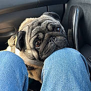 Sherman participe au concours pour gagner de l'argent avec cette photo : air_vent, animal, black_fur, brown_fur, canine, car_interior, close_up, companion, cute, dashboard, dog, indoor, jeans, knees, looking_up, pet, pug, puppy, resting, seat