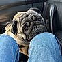 air_vent, animal, black_fur, brown_fur, canine, car_interior, close_up, companion, cute, dashboard, dog, indoor, jeans, knees, looking_up, pet, pug, puppy, resting, seat