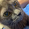 Breezy joined the competition — help win amazing prizes! cat, gray_cat, close_up, feline, whiskers, large_eyes, green_eyes, pointed_ears, fur, nose, portrait, indoor, blanket, blue_blanket, cozy, cuddling, pet, animal, camera_facing, soft_lighting