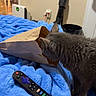 Breezy joined the competition — help win amazing prizes! cat, gray_cat, fluffy, furry, paper_bag, blanket, blue_blanket, remote_control, bed, bedroom, indoor, home, pet, animal, standing, curious, playful, household_objects, cozy, photography