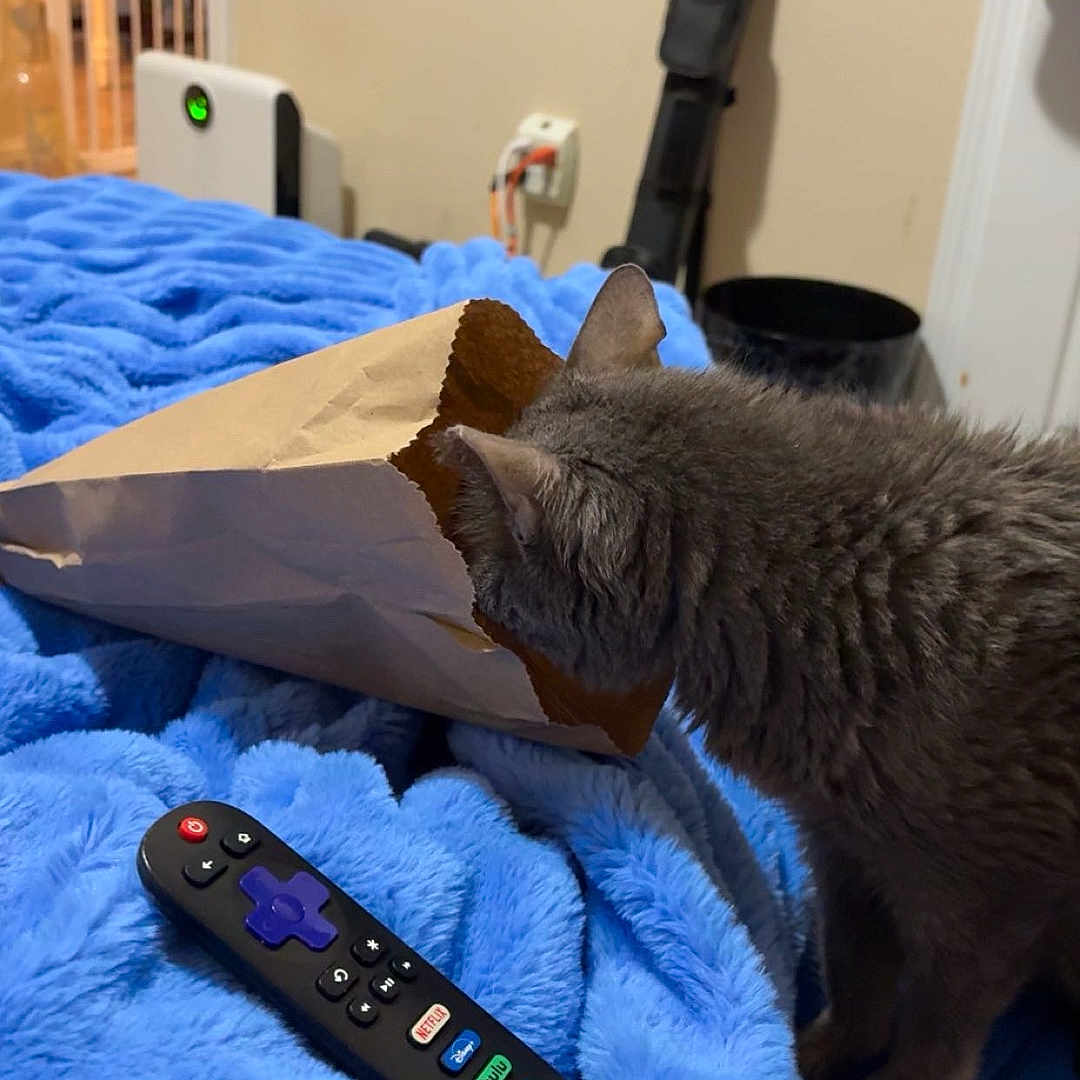 Breezy joined the competition — help win amazing prizes! cat, gray_cat, fluffy, furry, paper_bag, blanket, blue_blanket, remote_control, bed, bedroom, indoor, home, pet, animal, standing, curious, playful, household_objects, cozy, photography