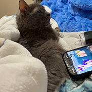 Breezy is registered to the contest to win money with this photo: cat, gray_cat, feline, pet, animal, bed, blanket, bedroom, fluffy, lounging, sitting, profile, whiskers, ears, fur, relaxed, smartphone, cartoon, indoor, portrait
